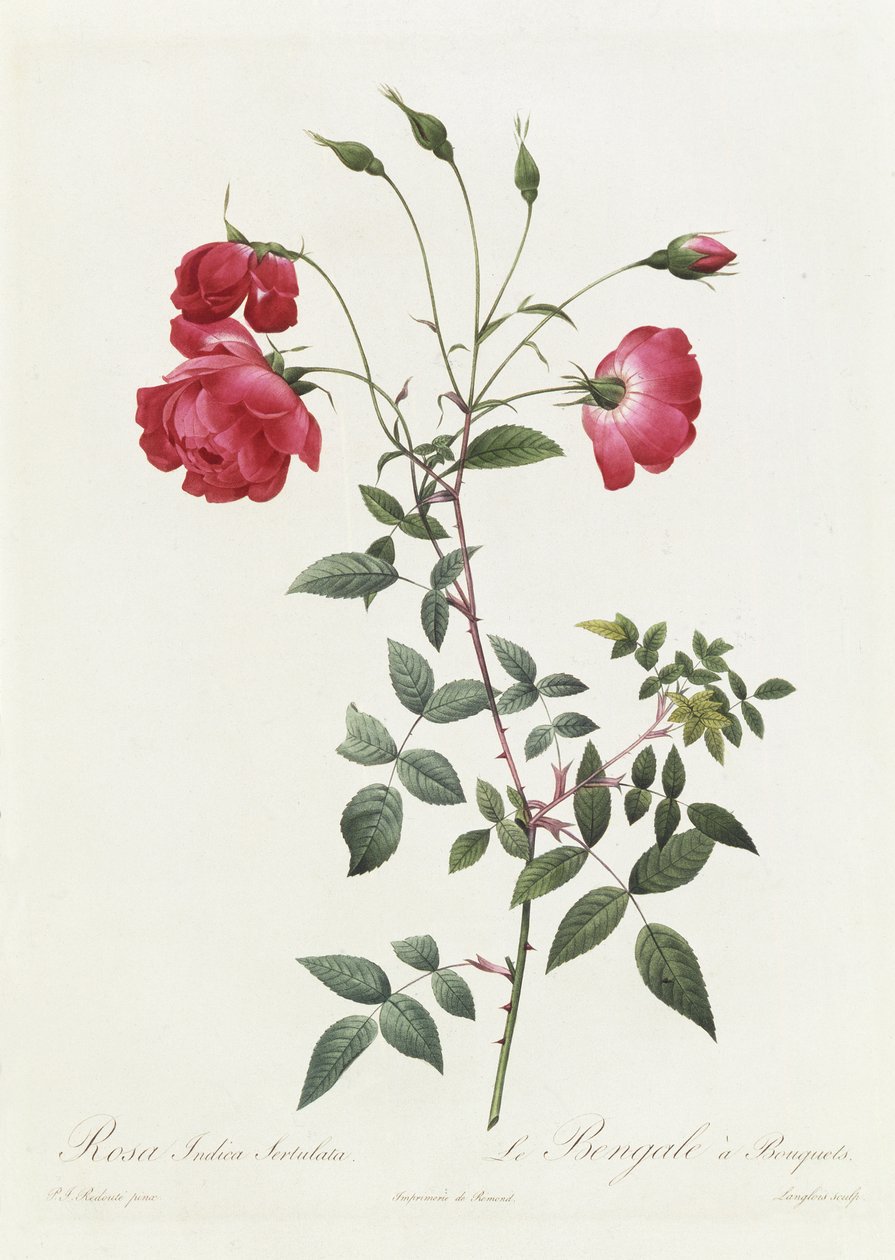 Rosa Indica Sertulata بواسطة بيير جوزيف ريدوت