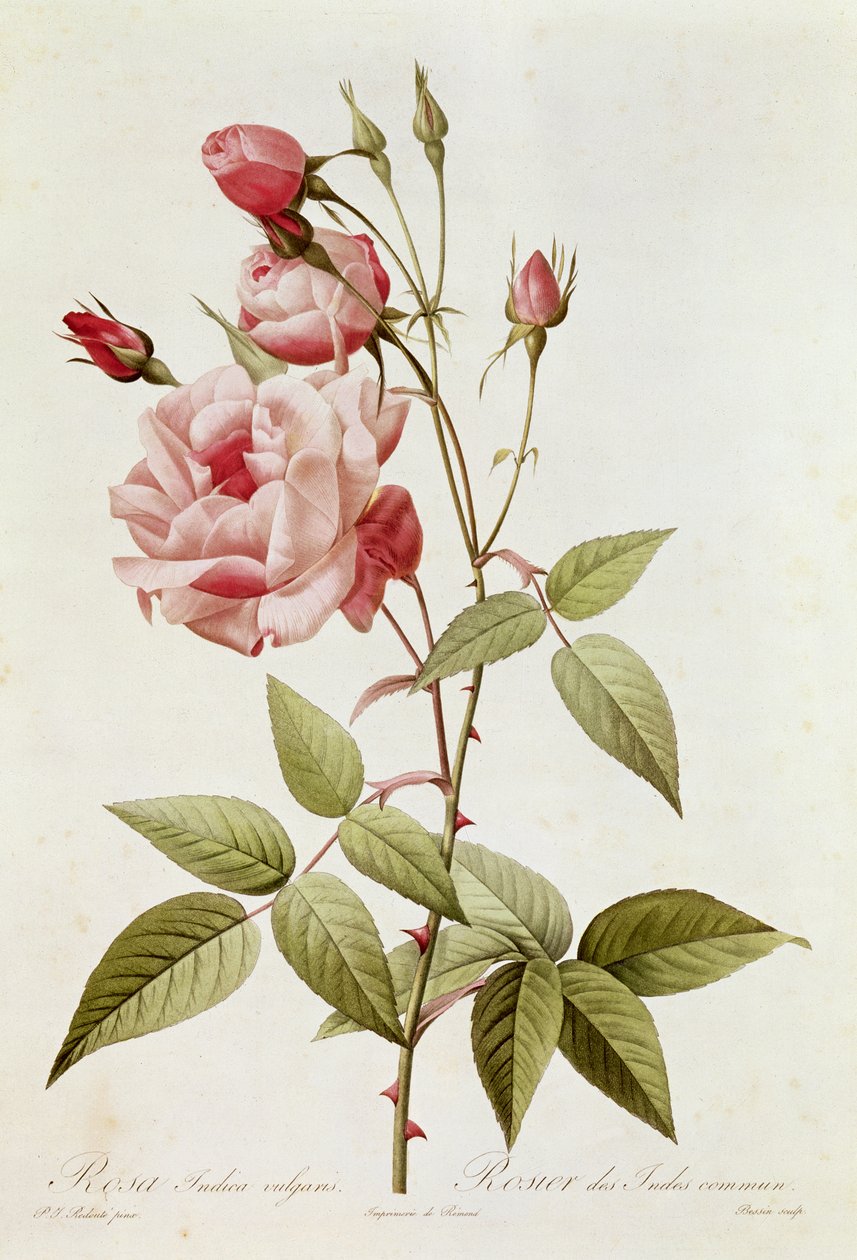 روزا إنديكا فولغاريس ، من "Les Roses" من تأليف كلود أنطوان ثوري (1757-1827) منقوش بواسطة Eustache Hyacinthe Langlois (1777-1837) 1817 بواسطة بيير جوزيف ريدوت