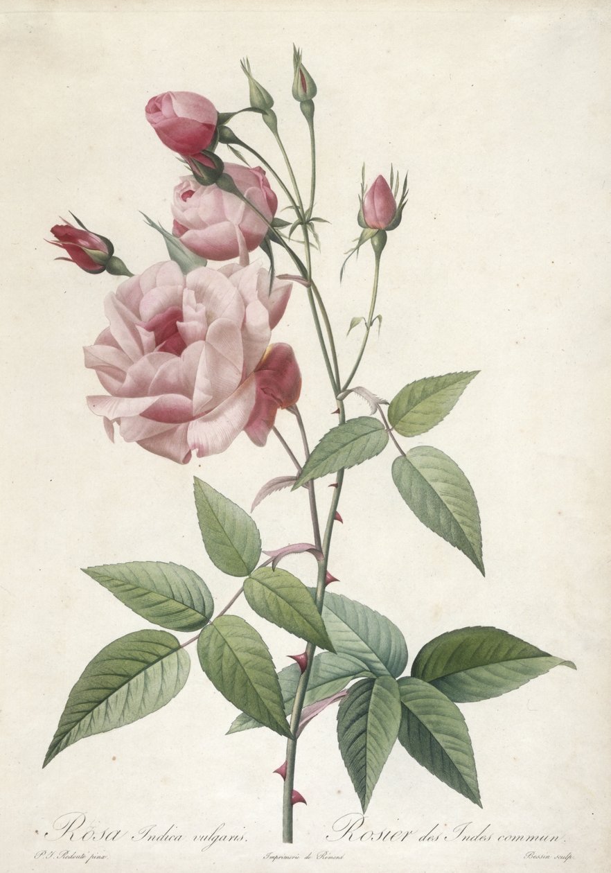 Rosa Indica vulgaris ، الوردة الهندية الشائعة ، من Les Roses ، 1817-24 (نقش بخط اليد) بواسطة بيير جوزيف ريدوت