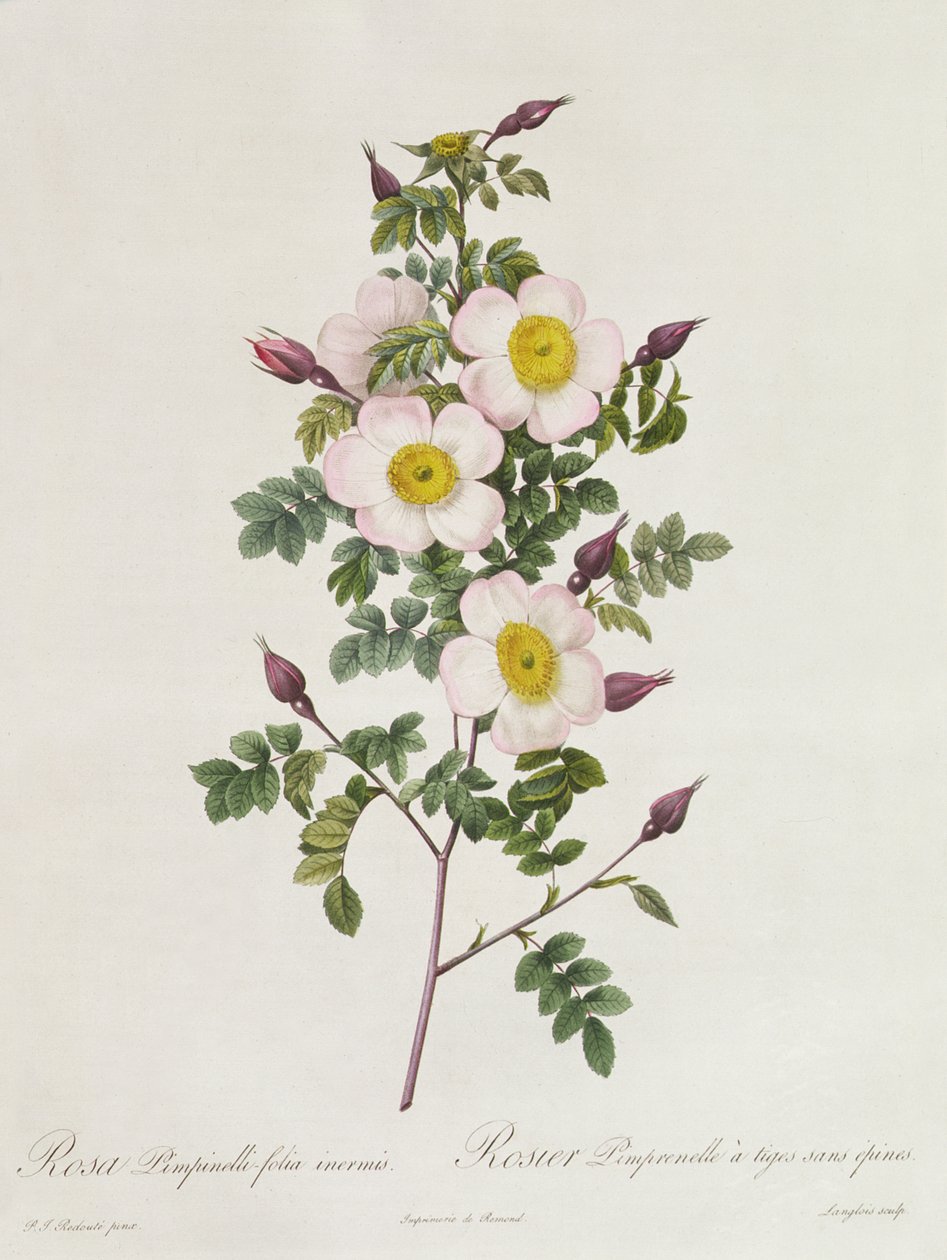 Rosa Pimpinelli-Folia Inermis بواسطة بيير جوزيف ريدوت