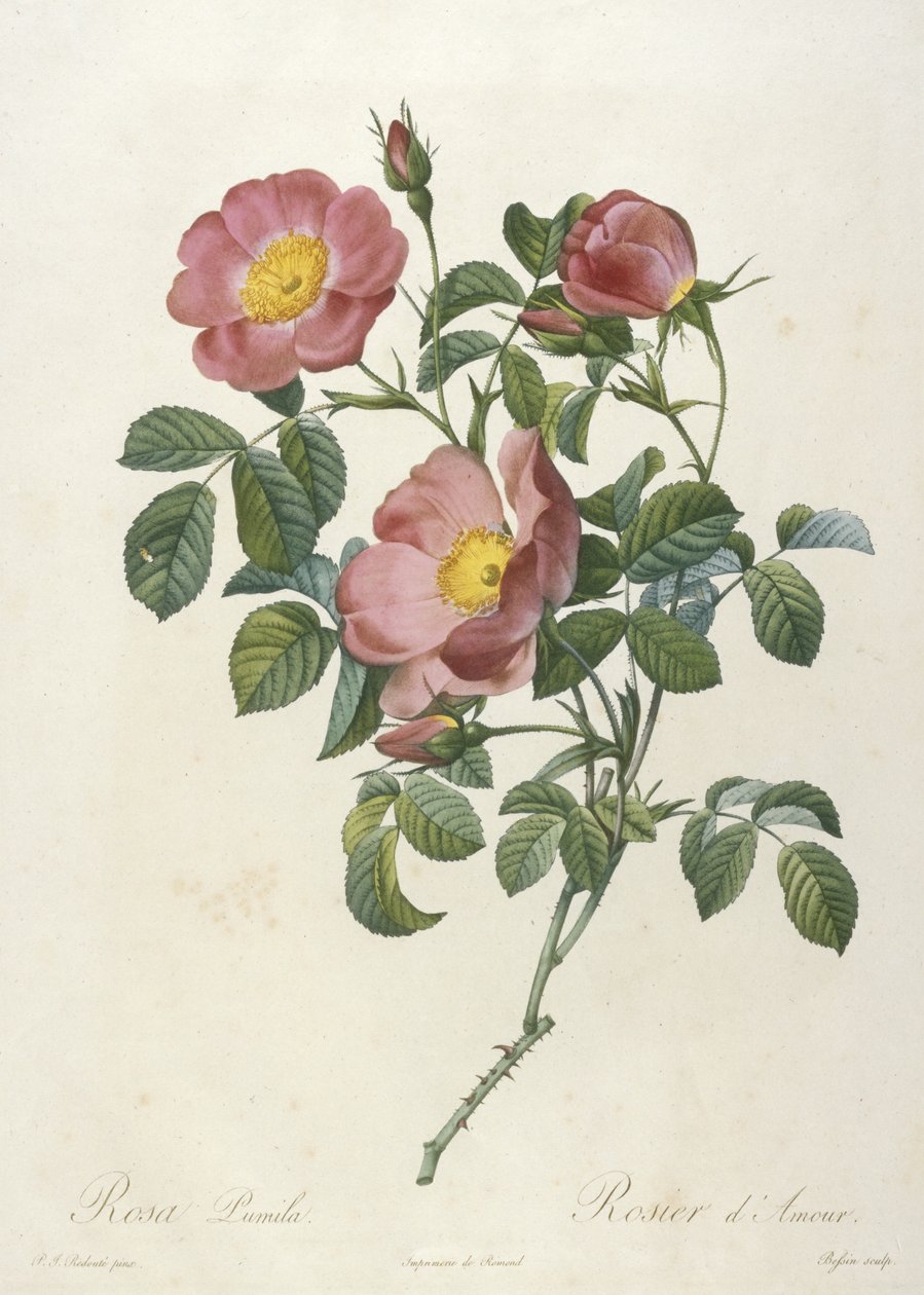 Rosa Pumila ، Rosier dAmour ، من La Couronne Des Roses ، 1817-24 (نقش بخط اليد) بواسطة بيير جوزيف ريدوت