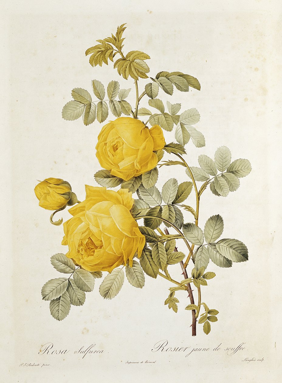 Rosa Sulphurea (Yellow Rose) من "Les Roses" بواسطة Claude Antoine Thory (1757-1827) منقوش بواسطة Eustache Hyacinthe Langlois (1777-1837) 1817 بواسطة بيير جوزيف ريدوت