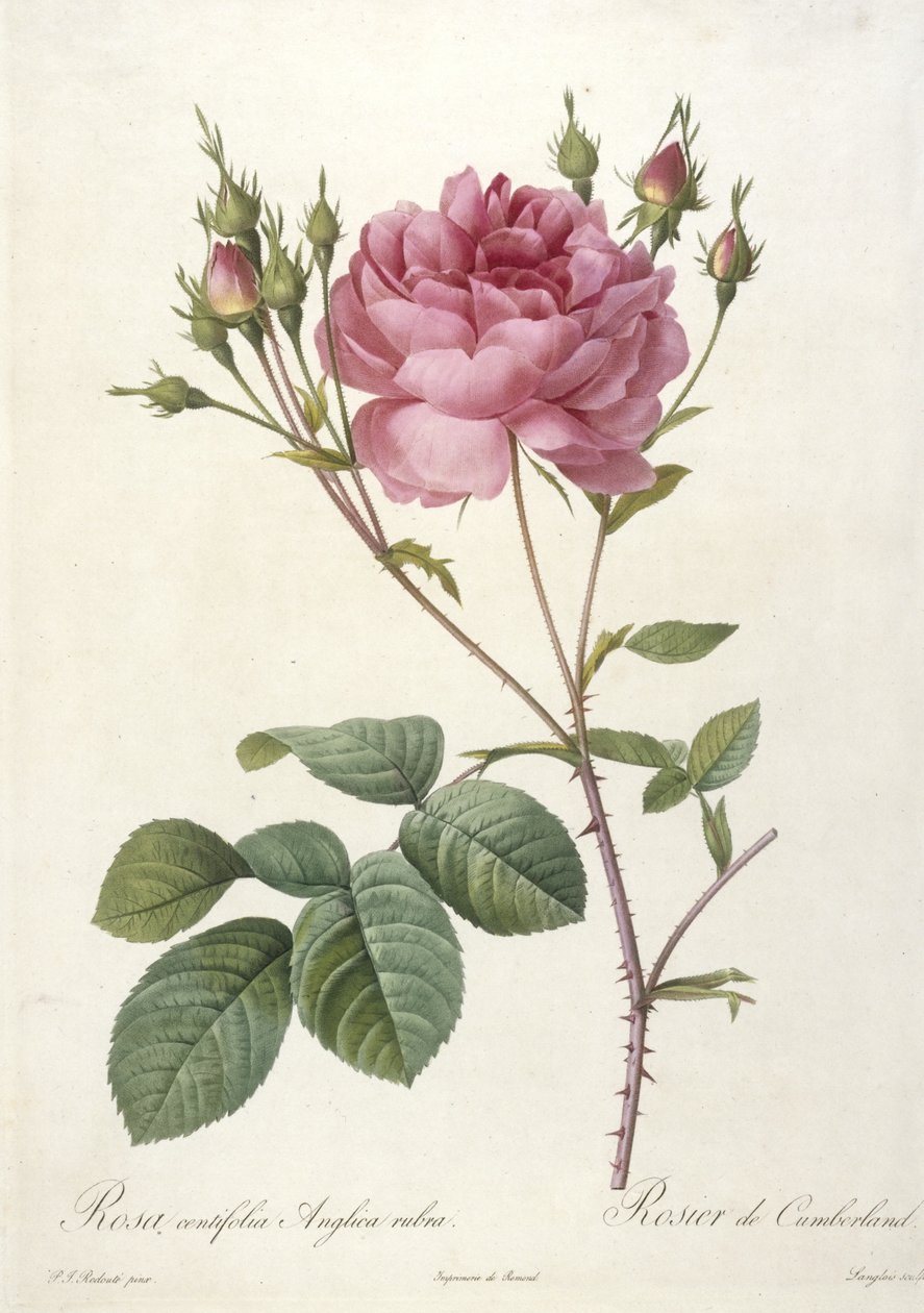 Rosa centifolia Anglica rubra، Rosier de Cumberland، from Les Roses، 1817-24 (نقش نقش ملون باليد) بواسطة بيير جوزيف ريدوت