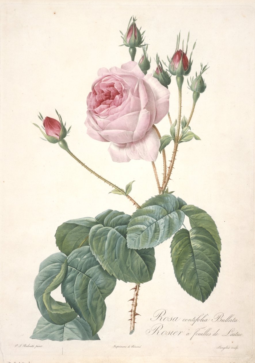 Rosa centifolia Bullata ، Lettuce Rose ، من Les Roses ، 1817-24 (نقش بخط اليد) بواسطة بيير جوزيف ريدوت