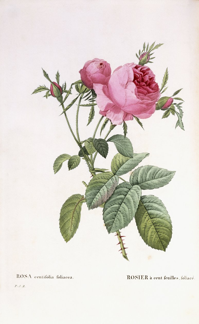 Rosa centifolia foliacea بواسطة بيير جوزيف ريدوت
