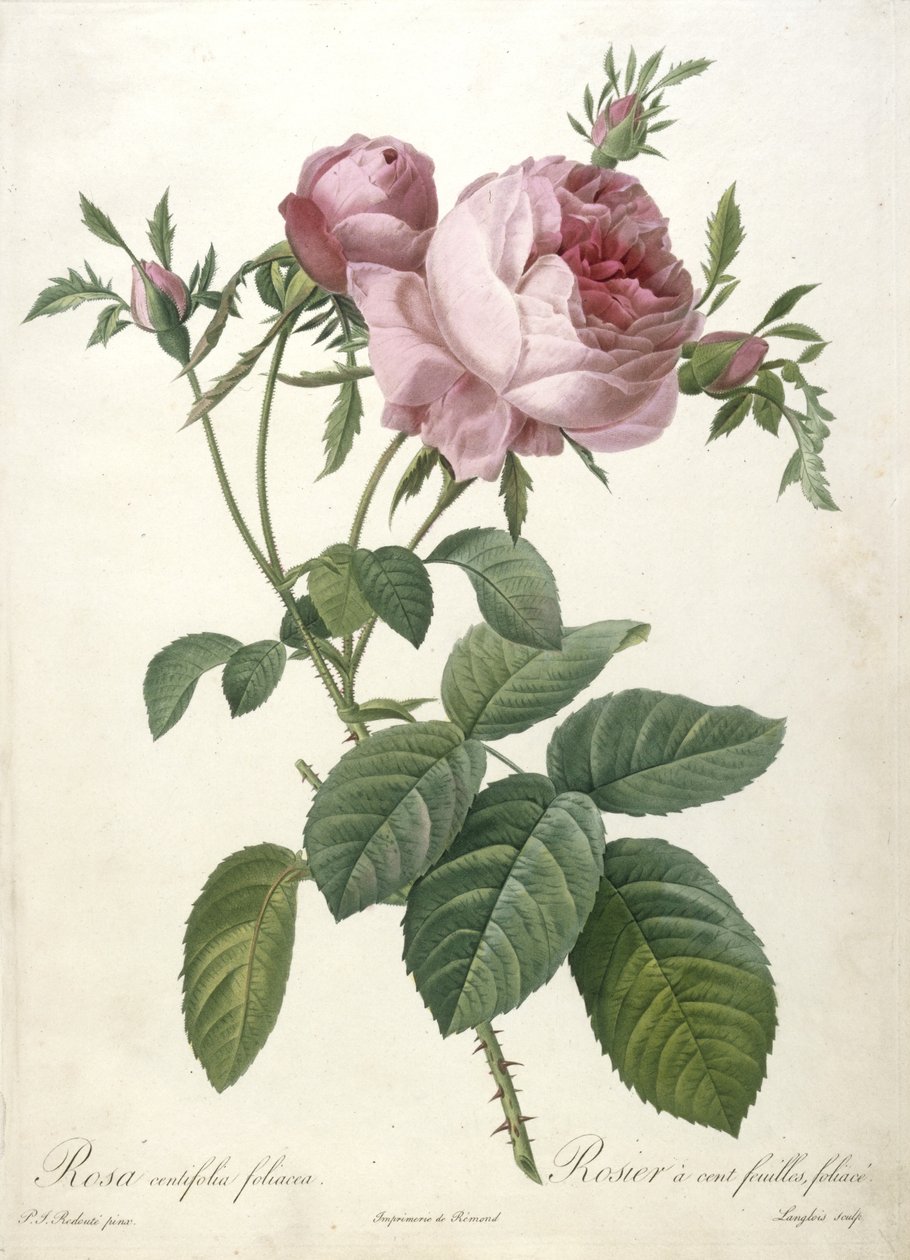 Rosa centifolia foliacea، Rosier a cent feuilles، foliace، from Les Roses، 1817-24 (نقش إبريق ملون) بواسطة بيير جوزيف ريدوت