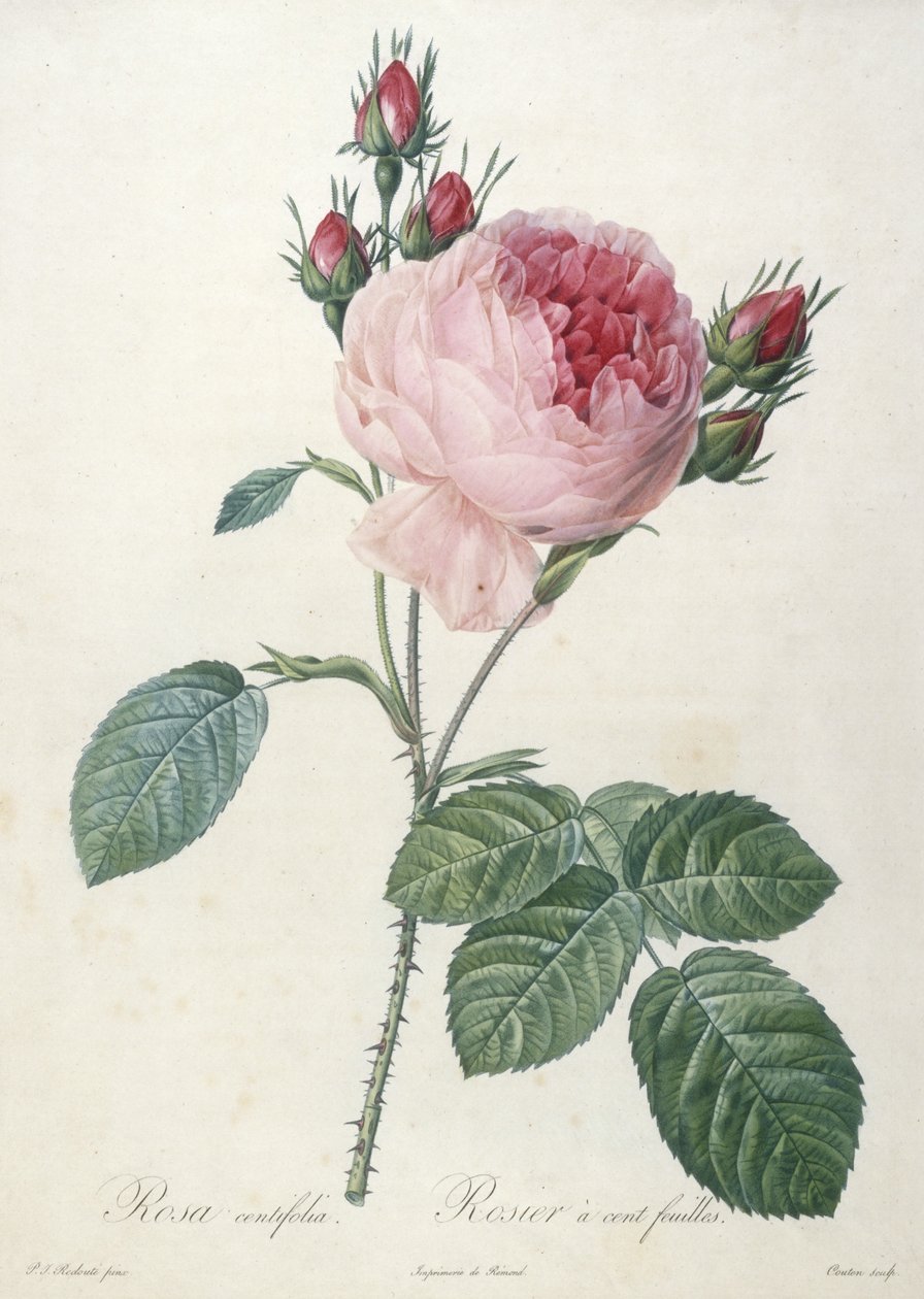 Rosa centrifolia ، Rosier مائة feuilles ، من Les Roses ، 1817-24 (نقش رسم يدوي) بواسطة بيير جوزيف ريدوت