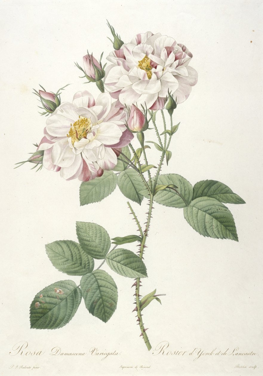 Rosa damascene variegata ، Rosier dYorck and de Lancastre ، من La Couronne des Roses ، 1817-24 (نقش يدوي ملون) بواسطة بيير جوزيف ريدوت