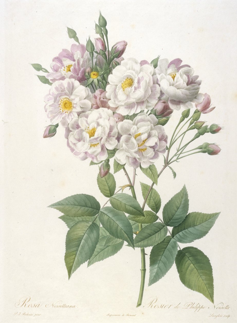 Rosa noisettiana ، Rosier by Philippe de Noisette ، من La Couronne des Roses ، 1817-24 (نقش نقش ملون يدويًا) بواسطة بيير جوزيف ريدوت