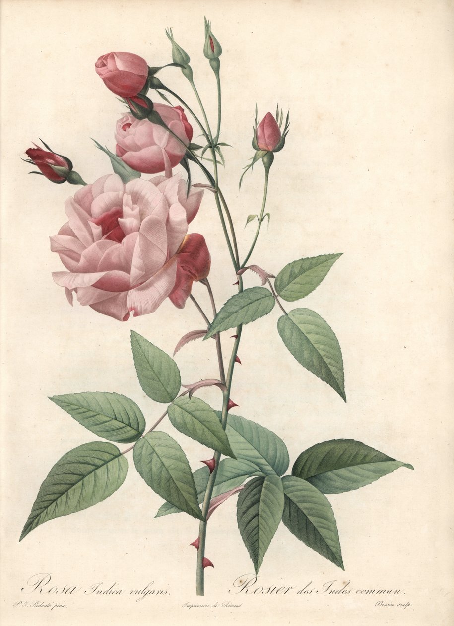 Rose Bengal Rose - Eau forte de Bessin ، بناءً على توضيح من بيير جوزيف ريدوت (1759-1840) ، من Les Roses بواسطة بيير جوزيف ريدوت