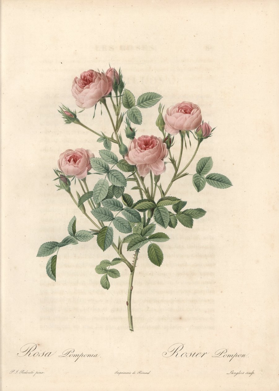 Rose de Meaux a fleurs roses - Eau forte de Langlois ، بناءً على رسم بيير جوزيف ريدوت (1759-1840) ، من Les Roses بواسطة بيير جوزيف ريدوت