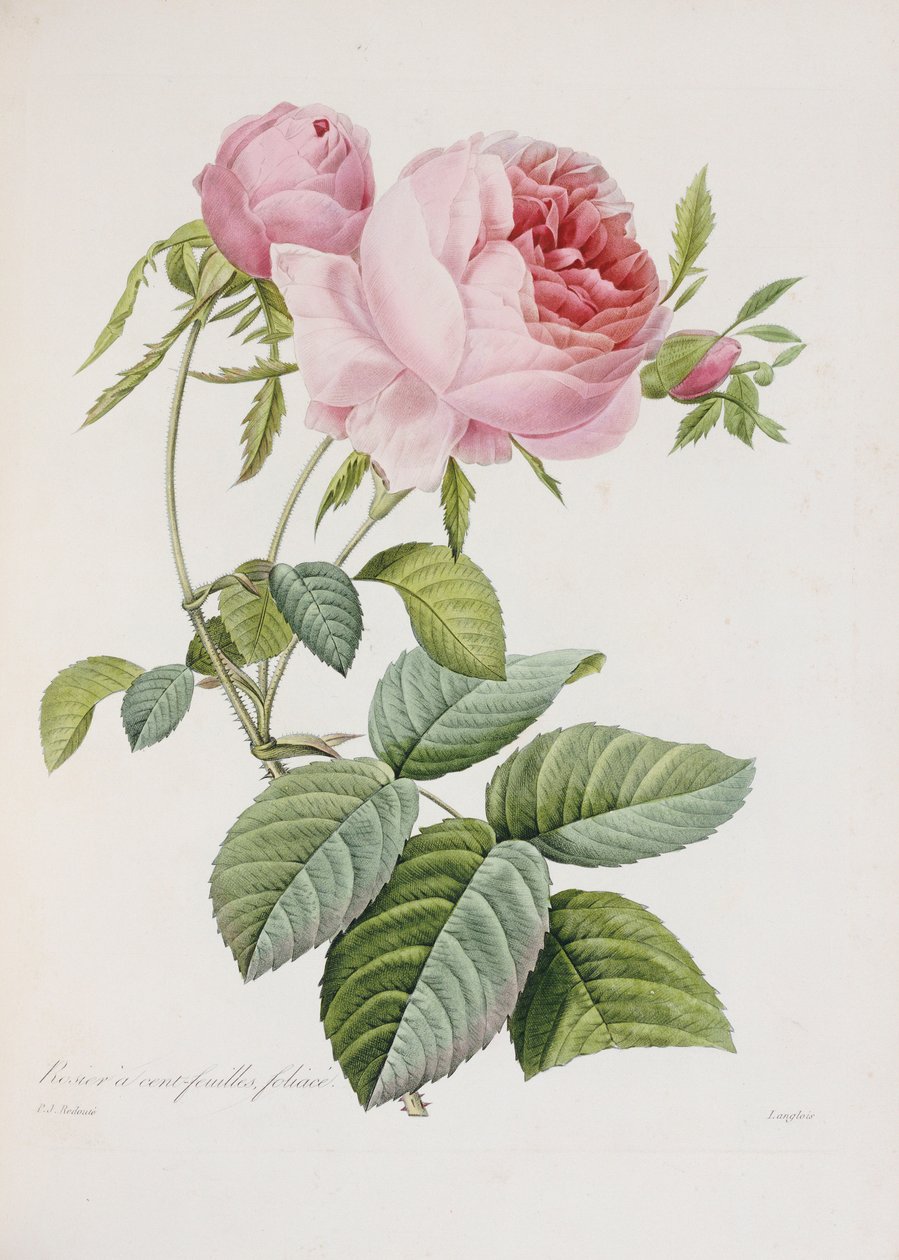 روز ، منقوش من قبل Eustache Hyacinthe Langlois بواسطة بيير جوزيف ريدوت