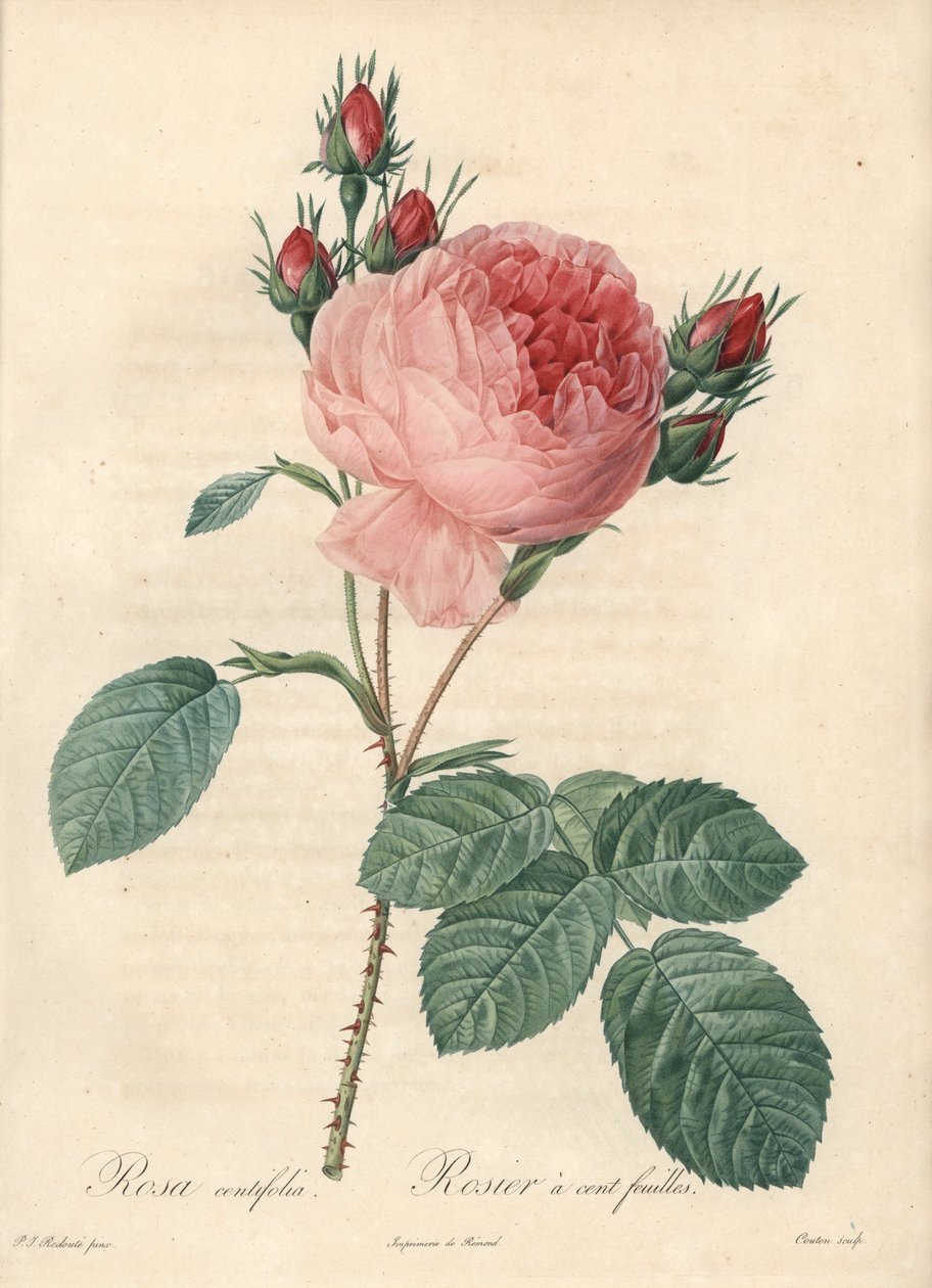 مائة ورقة وردة (مائة ورقة) - Eau forte by Charlin ، بناءً على توضيح من بيير جوزيف ريدوت (1759-1840) ، من Les Roses بواسطة بيير جوزيف ريدوت