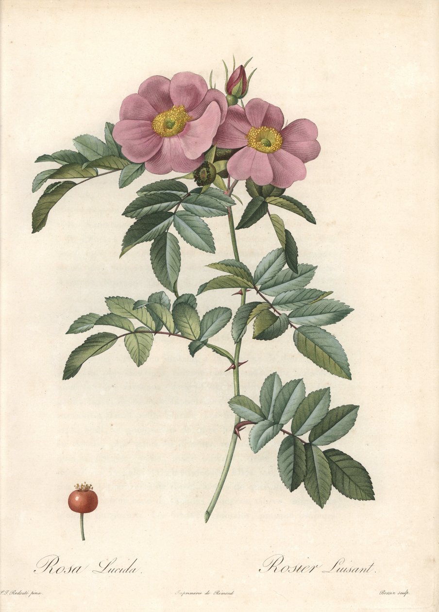Rose of Virginia ، مع الزهور الوردية - Eau forte de Bessin ، بناءً على رسم بيير جوزيف ريدوت (1759-1840) ، من Les Roses بواسطة بيير جوزيف ريدوت