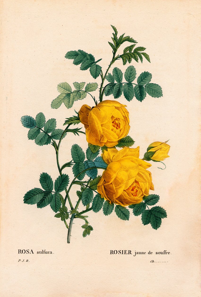 كبريت الورد ، روزا نصف أمريكا ، كبريت الورد الأصفر. نقش على لوح نحاسي مُنقط يدويًا من "" Les Roses "لبيير جوزيف Redoute ،" باريس بواسطة بيير جوزيف ريدوت