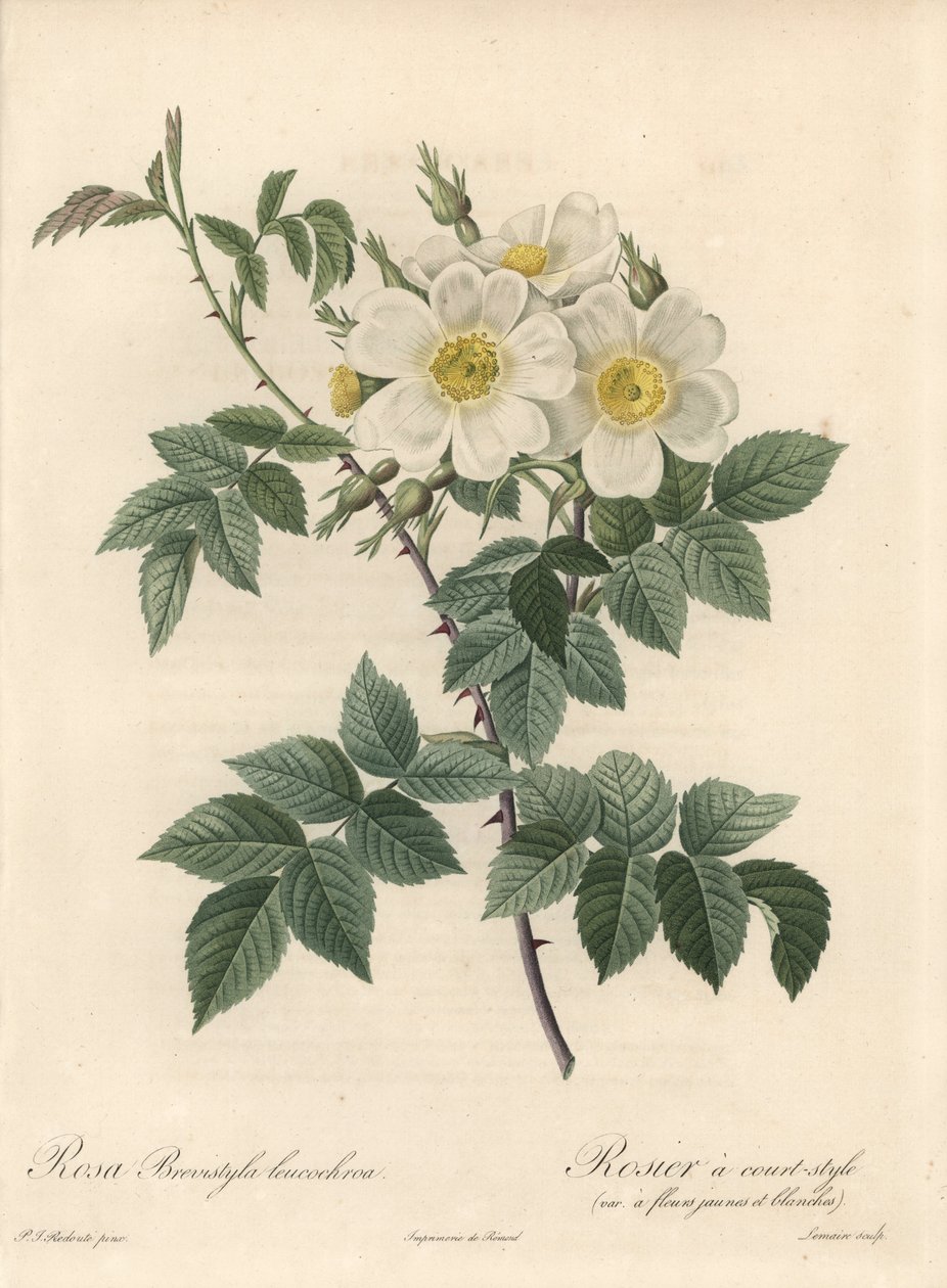 Rosier بأسلوب قصير ، متنوع من الزهور الصفراء والبيضاء - Eau forte by Langlois Charlin ، من رسم بيير جوزيف Redoute (1759-1840) ، مستخرج من Les Roses بواسطة بيير جوزيف ريدوت