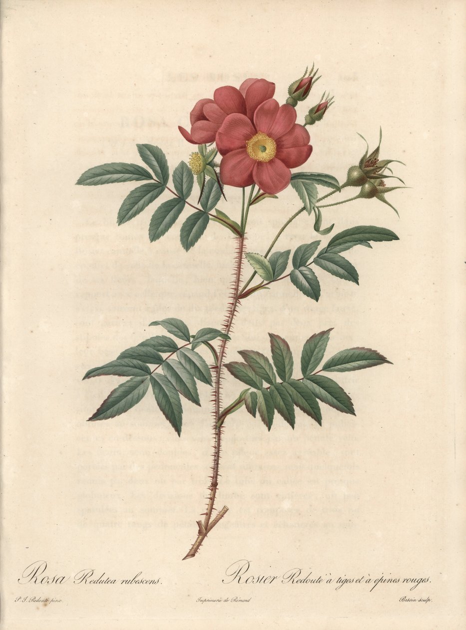 Rosier brillante - Eau forte de Bessin ، بناءً على توضيح من بيير جوزيف ريدوت (1759-1840) ، من Les Roses بواسطة بيير جوزيف ريدوت
