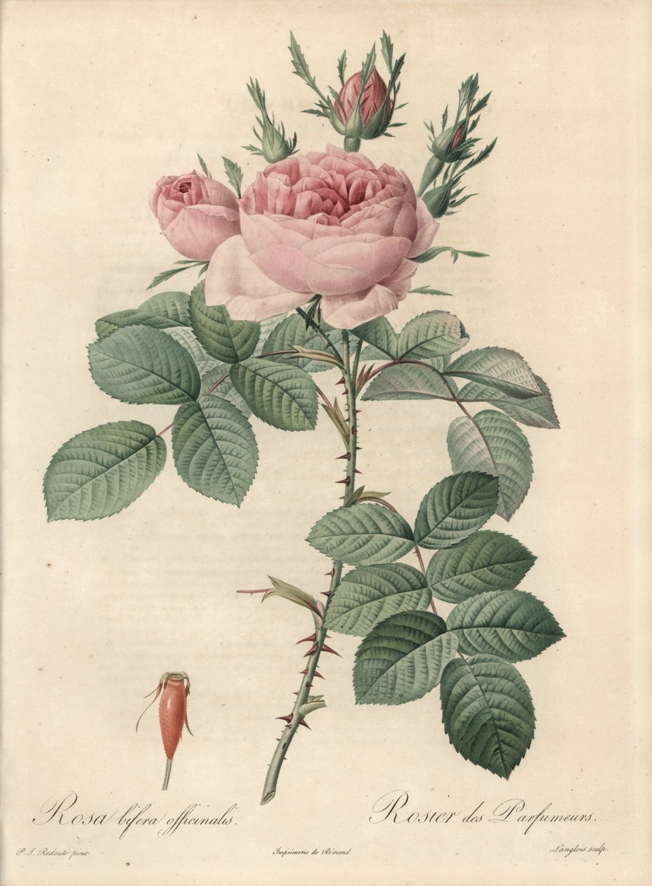 Rosier de Damascus - Eau forte de Langlois ، بناءً على رسم بيير جوزيف ريدوت (1759-1840) ، من Les Roses بواسطة بيير جوزيف ريدوت