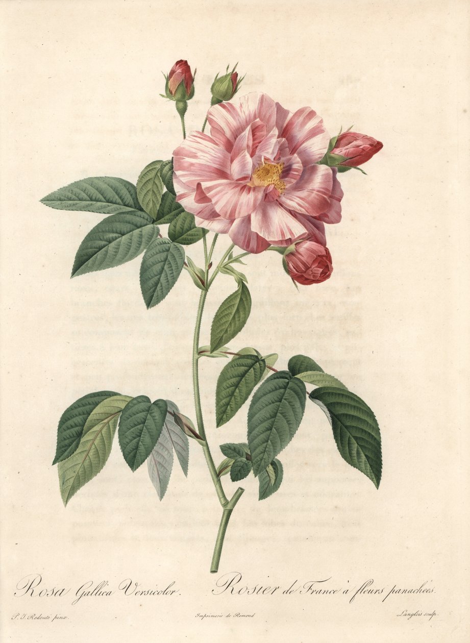 Rosier de France أو Rose de Provins ، متنوع متعدد الألوان - Eau forte de Langlois ، من رسم بيير جوزيف ريدوت (1759-1840) ، مستخرج من Les Roses بواسطة بيير جوزيف ريدوت