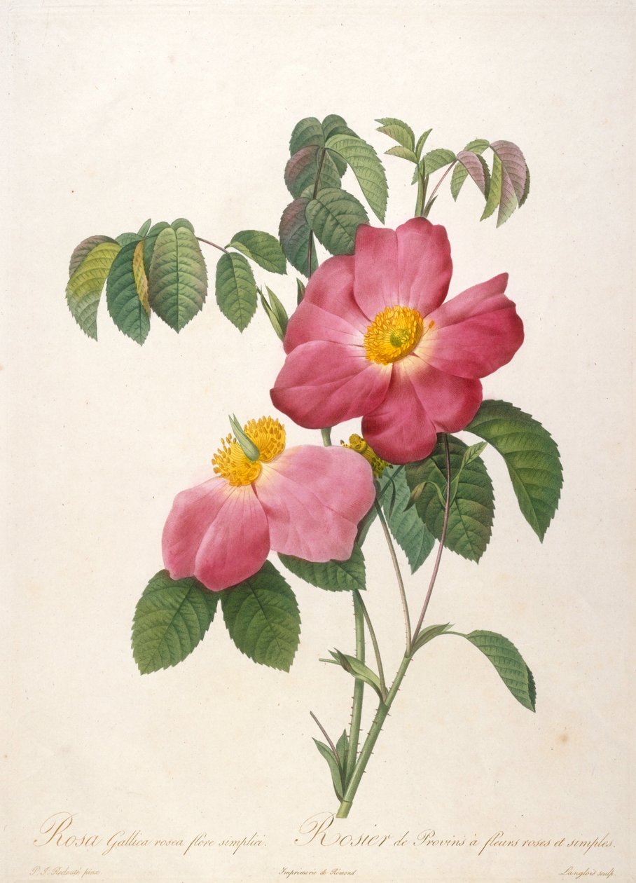 شجيرة الورد في Provinsi من La Couronne de roses ، 1817-1824. بواسطة بيير جوزيف ريدوت