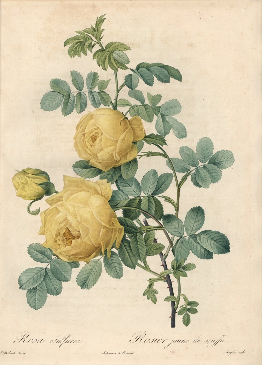 Rosier des Turks - Eau forte de Langlois ، بناءً على توضيح من بيير جوزيف ريدوت (1759-1840) ، من Les Roses بواسطة بيير جوزيف ريدوت