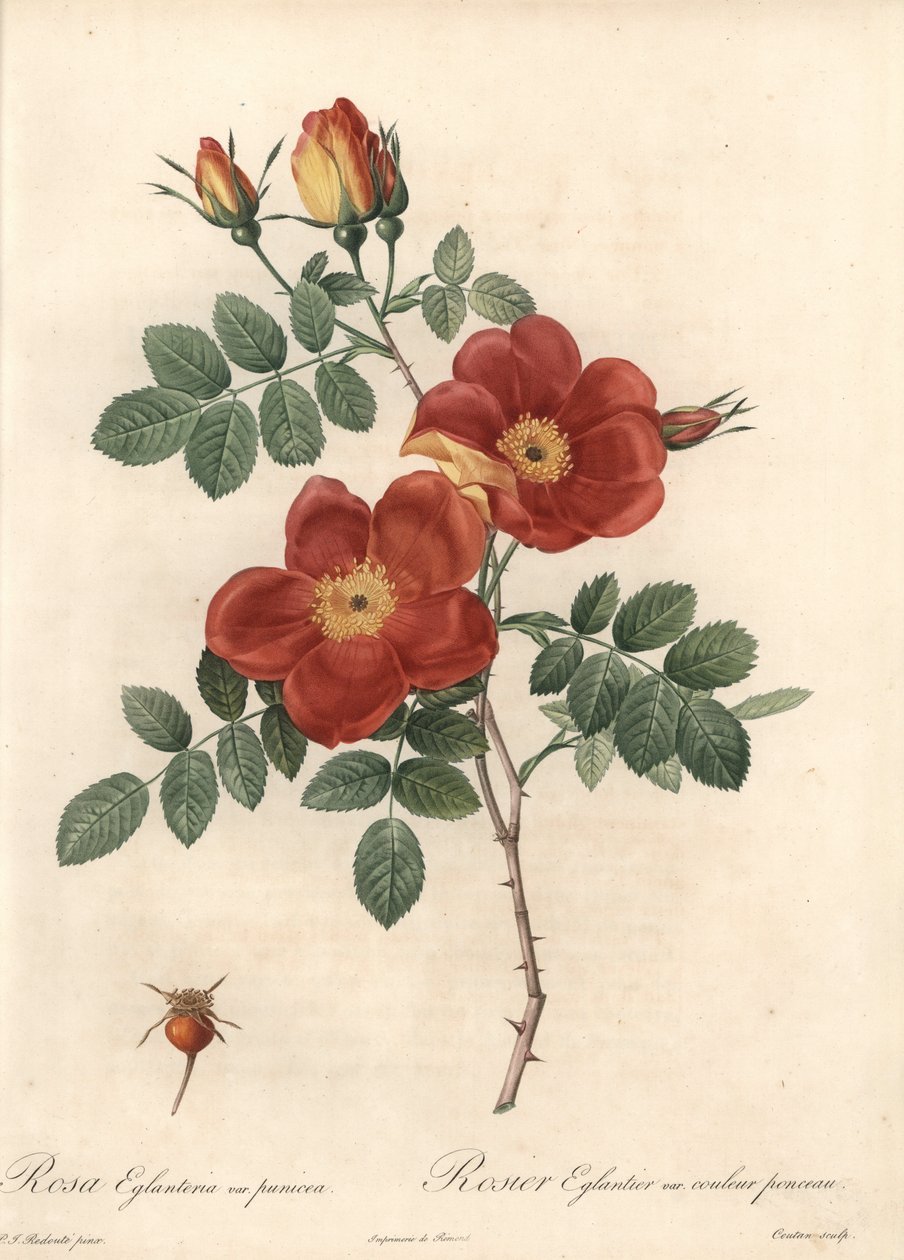 Rosier fetide أو bramble of Austria - Eau forte de Coutan ، بناءً على رسم بيير جوزيف ريدوت (1759-1840) ، من Les Roses بواسطة بيير جوزيف ريدوت