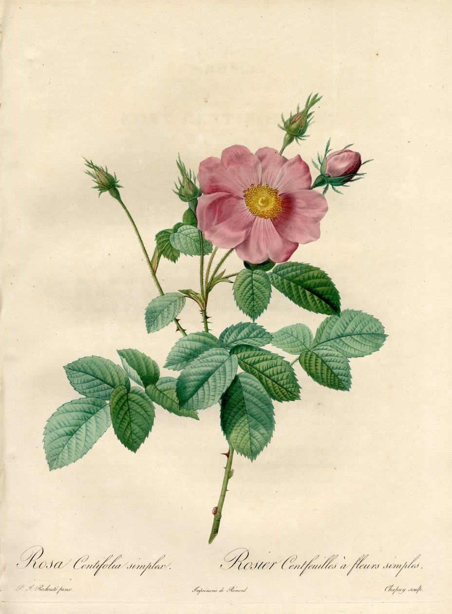 مائة ورقة من Rosier مع زهور بسيطة - Eau forte de Chapuy ، من رسم بيير جوزيف ريدوت (1759-1840) ، من Les Roses بواسطة بيير جوزيف ريدوت