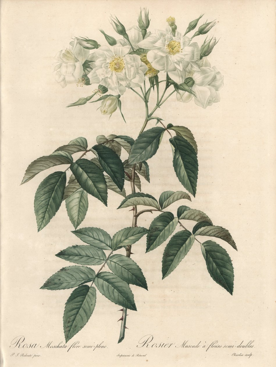 Rosier Musque ، مع زهور مزدوجة - Eau forte de Charlin ، من رسم بيير جوزيف ريدوت (1759-1840) ، مستخرج من Les Roses بواسطة بيير جوزيف ريدوت