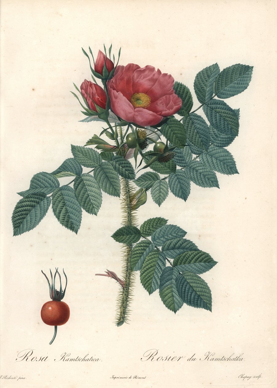 وردة خشنة أو وردة كامتشاتكا - Eau forte de Chapuy ، من رسم بيير جوزيف ريدوت (1759-1840) ، من Les Roses بواسطة بيير جوزيف ريدوت