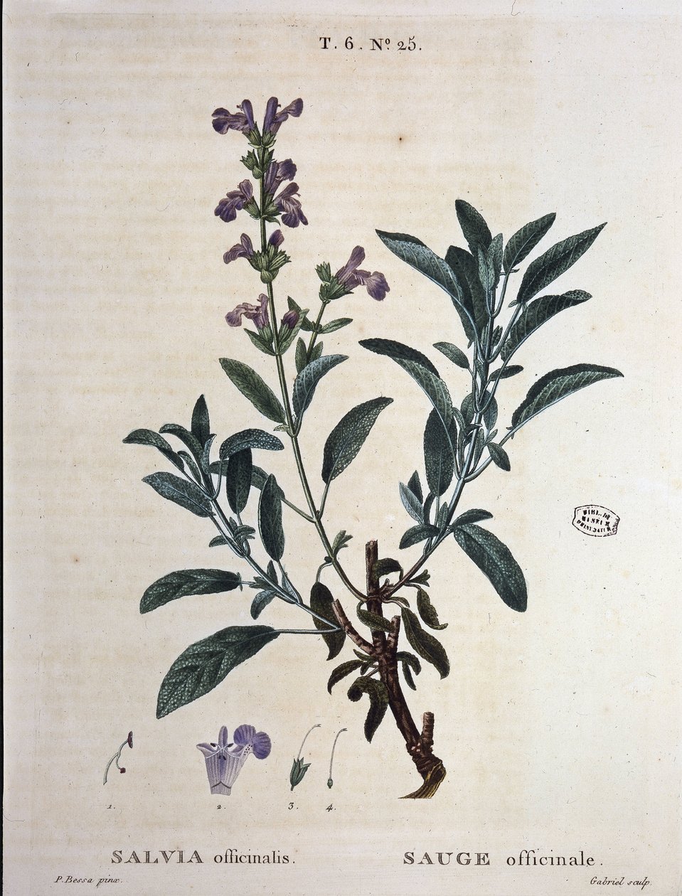 Sage officinale - في "" New Duhamel أو معاهدة الأشجار والقشور التي تغوص في فرنسا "، رسومات من PJ Redouté و P. Bessa ، باريس بواسطة بيير جوزيف ريدوت