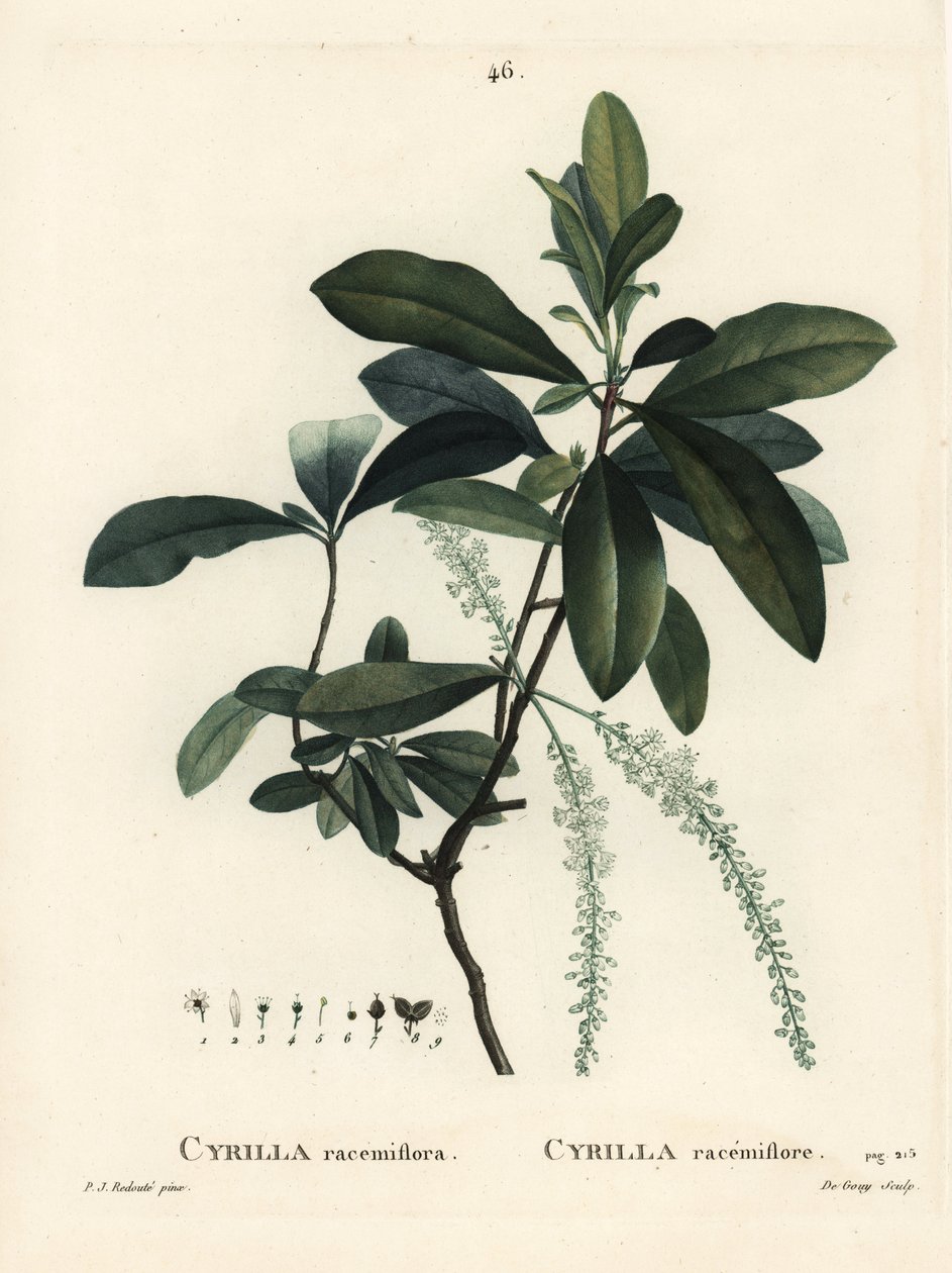 مستنقع cyrilla ، Cyrilla racemiflora. نقش منقوش يدويًا بواسطة De Gouy بعد رسم بيير جوزيف Redoute من Henri Louis Duhamel du Moncel's Treat des Arbres et Shrustes ، باريس بواسطة بيير جوزيف ريدوت