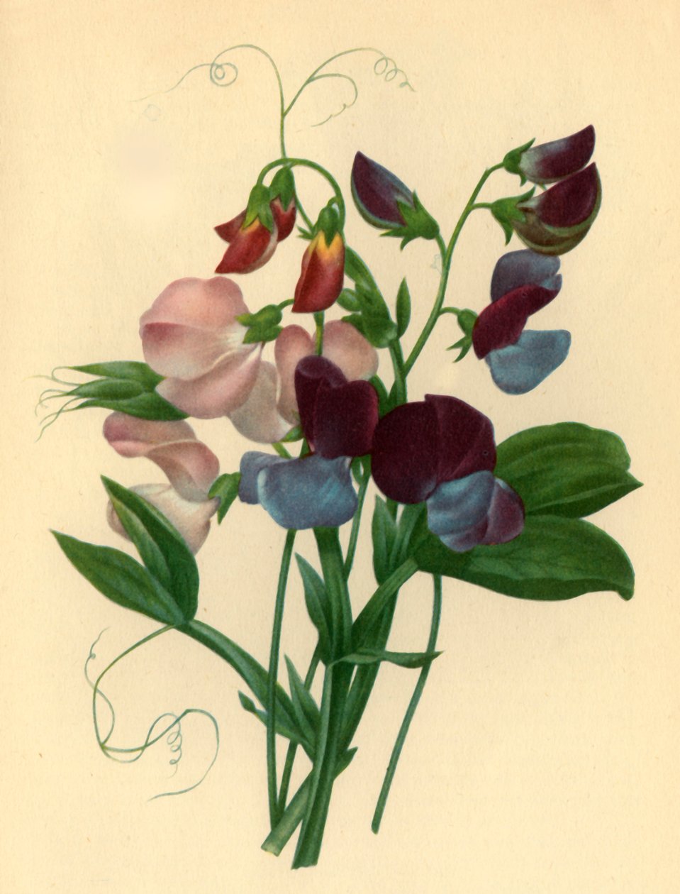 "البازلاء الحلوة: Lathyrus odoratus" ، ١٨٢٧ ، ١٩٤٦ بواسطة بيير جوزيف ريدوت