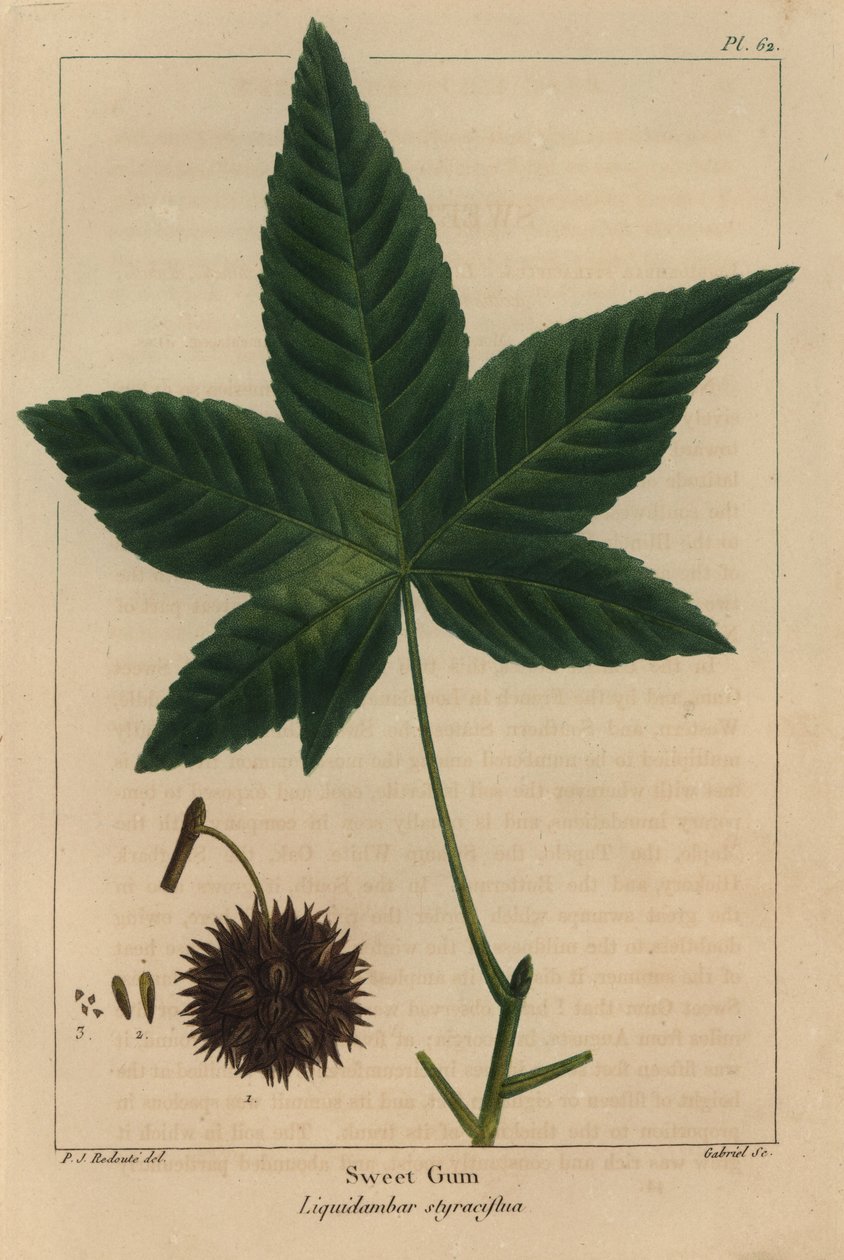 شجرة العلكة الحلوة ، Liquidambar styraciflua (نقش) بواسطة بيير جوزيف ريدوت