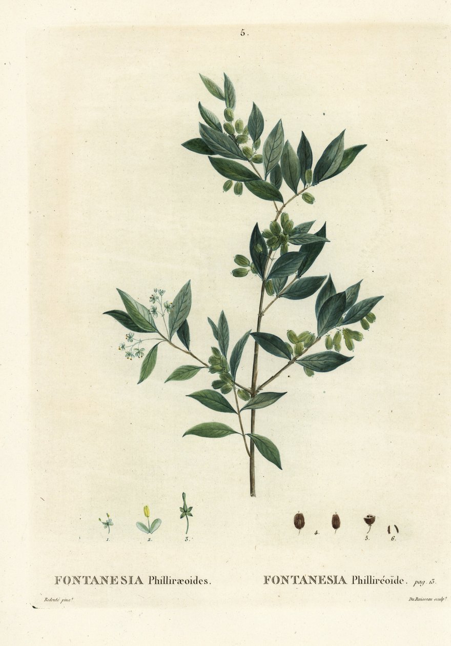 الشخصية السورية ، Fontanesia phillyreoides. نقش منقوش يدويًا بواسطة Du Ruisseau بعد رسم بيير جوزيف Redoute من Henri Louis Duhamel du Moncel