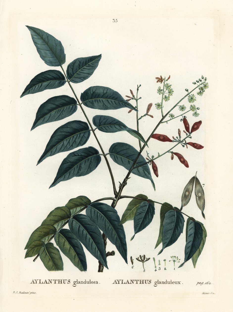 Tree of heaven, ailanthus or chouchun, Ailanthus altissima (Aylanthus glandulosa). Handcoloured stipple engraving by Moret after an illustration by Pierre-Joseph Redoute from Henri Louis Duhamel du Moncel