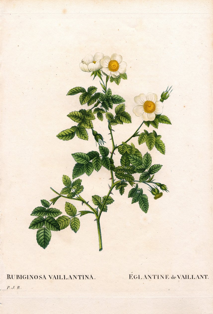 وردة Vaillant's sweetbriar ، متنوعة Rosa rubiginosa ، L'Eglantine de Vaillant. نقش على لوح نحاسي مُنقط يدويًا من "" Les Roses "لبيير جوزيف Redoute ،" باريس بواسطة بيير جوزيف ريدوت