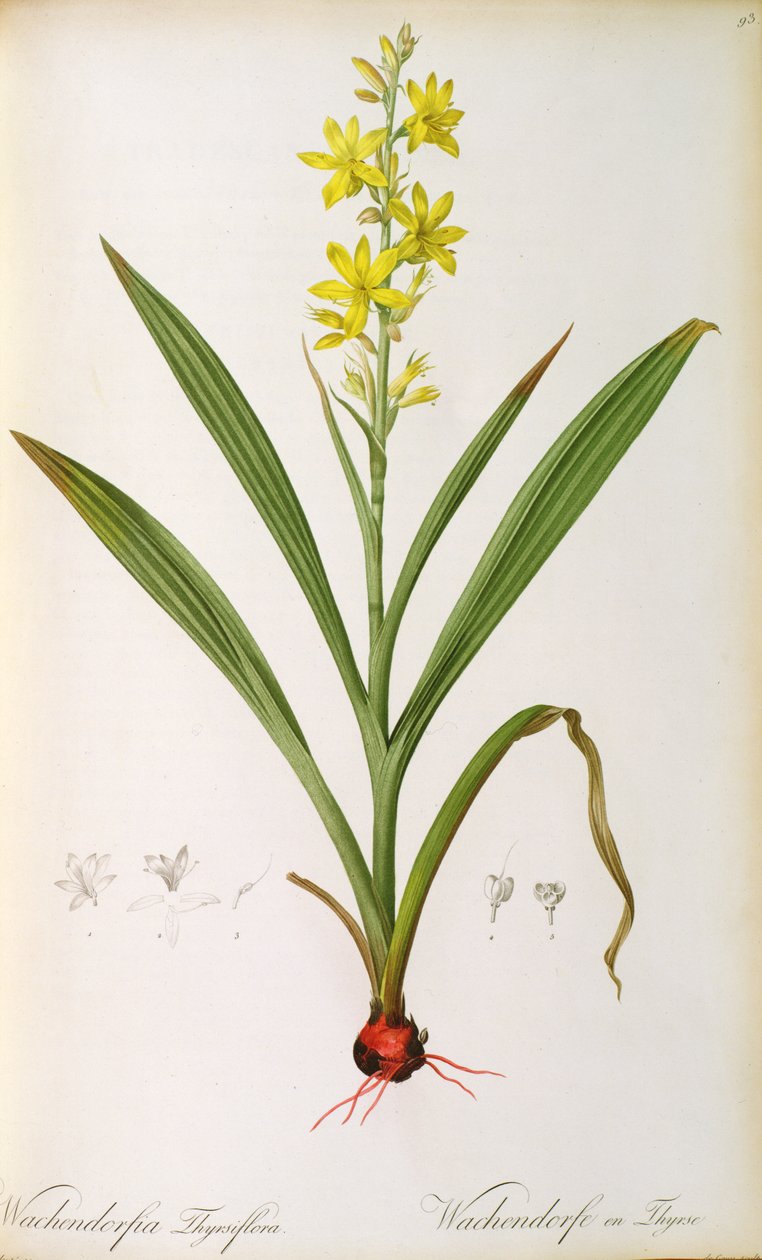 Wachendorfia Thyrsiflora ، من "Les Liliacees" ، c 1805 (نقش ملون) بواسطة بيير جوزيف ريدوت