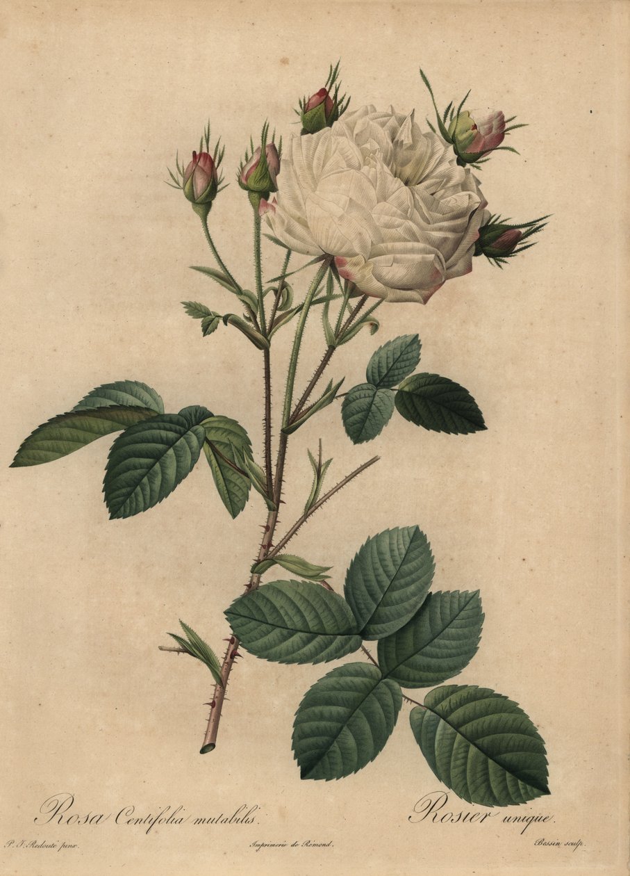 White and pink cabbage rose, Rosa centifolia بواسطة بيير جوزيف ريدوت