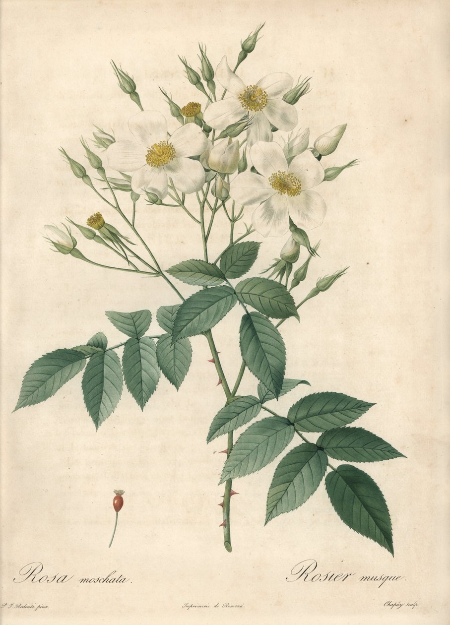 الوردة البيضاء المسكية الوردية - Eau forte de Chapuy ، بناءً على توضيح من بيير جوزيف ريدوت (1759-1840) ، من Les Roses بواسطة بيير جوزيف ريدوت