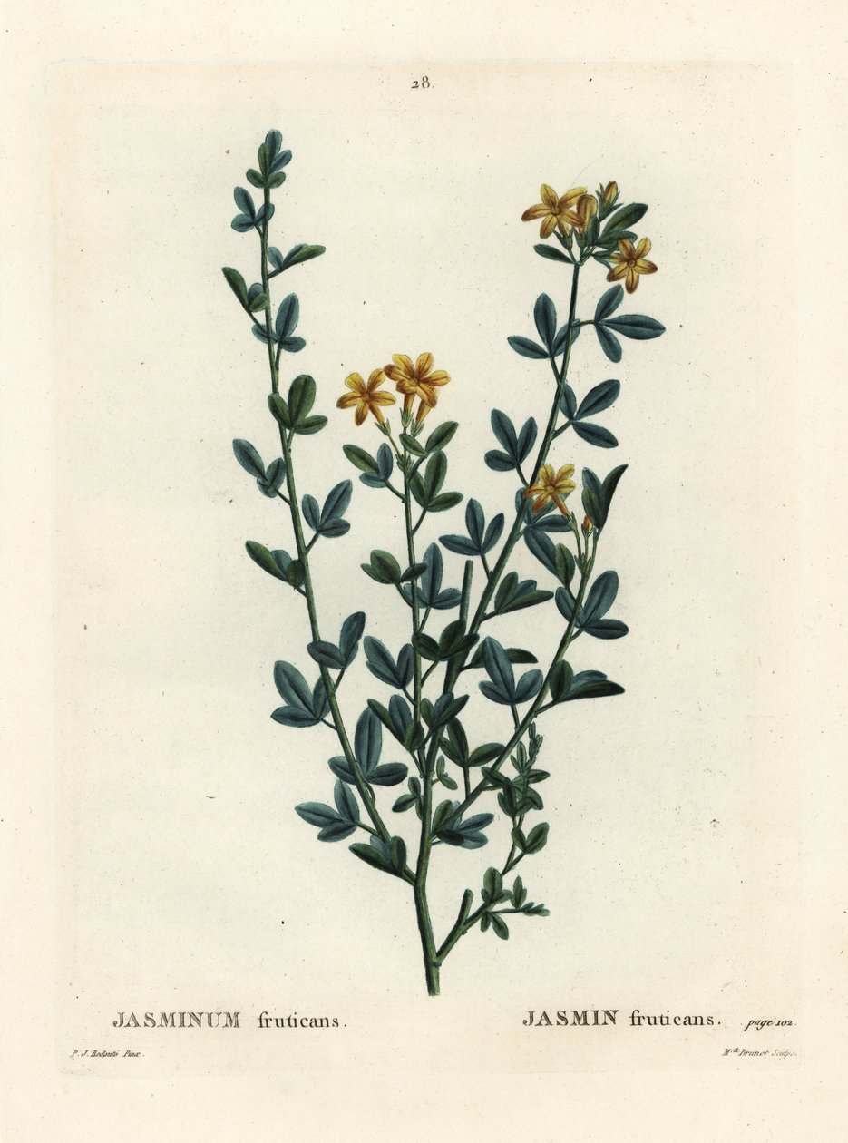 Wild or yellow Jasmine, Jasminum fruticans. Handcoloured stipple engraving by Miss Brenet after an illustration by Pierre-Joseph Redoute from Henri Louis Duhamel du Moncel