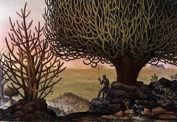 منظر ل Euphorbia Mamillarius و Euphorbia Canariensis ، من 'Voyages au Soudan Orientale et dans l'Afrique Septentrionale' بقلم بيير تريمو (1818-95) 1852 (لون ليثو) بواسطة بيير تريماو