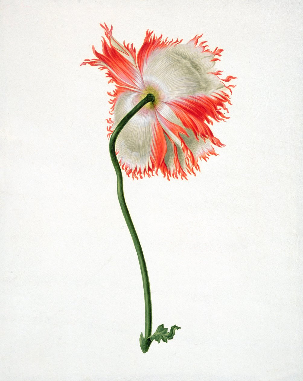 PD.101-1973f.13 خشخاش الحقل ، من الخلف (wc und gouache on vellum) بواسطة بيتر Withoos