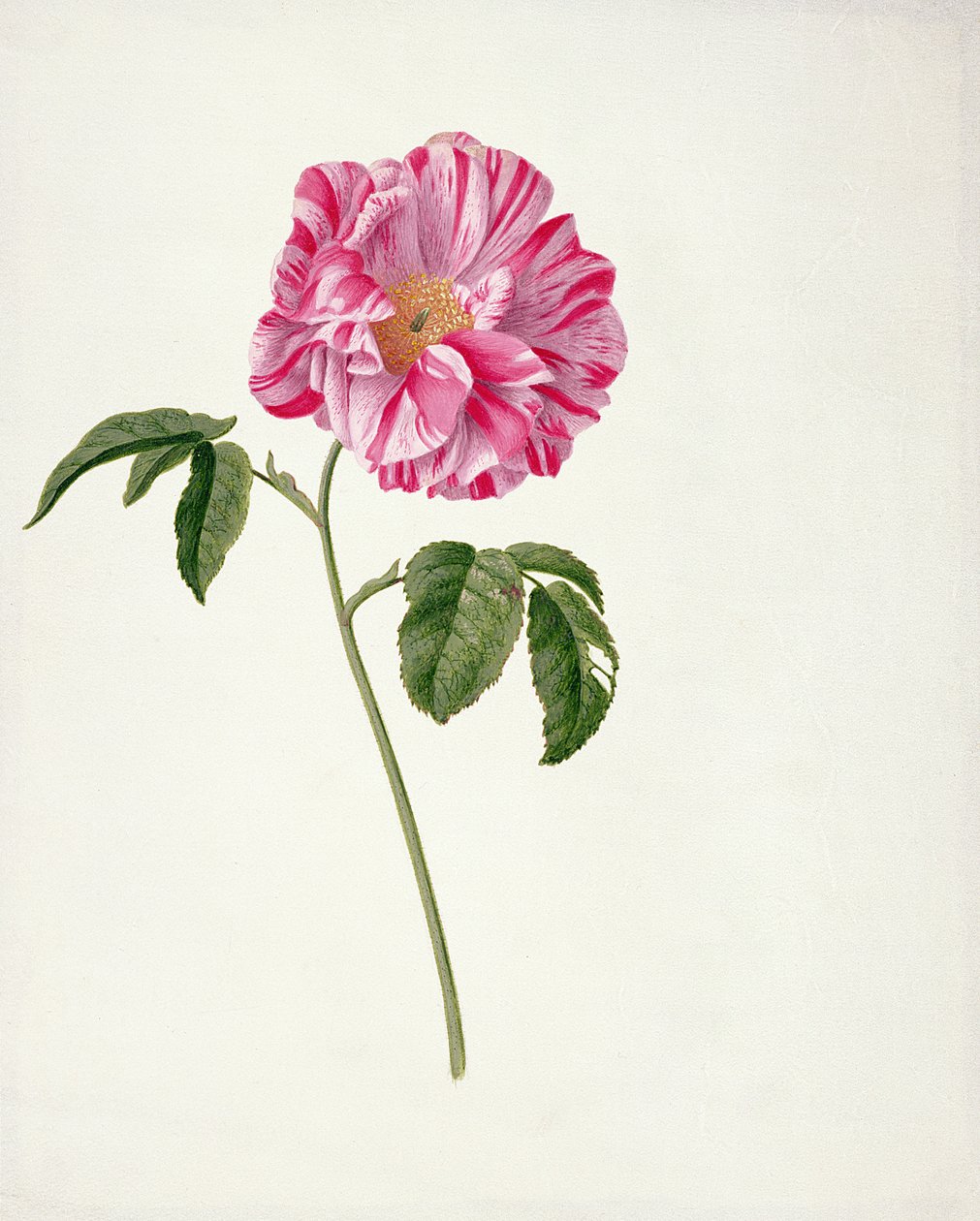 PD.101-1973f.3 Rosa gallica versicolour (Rosa mundi) (المرحاض والغواش على الرق) بواسطة بيتر Withoos