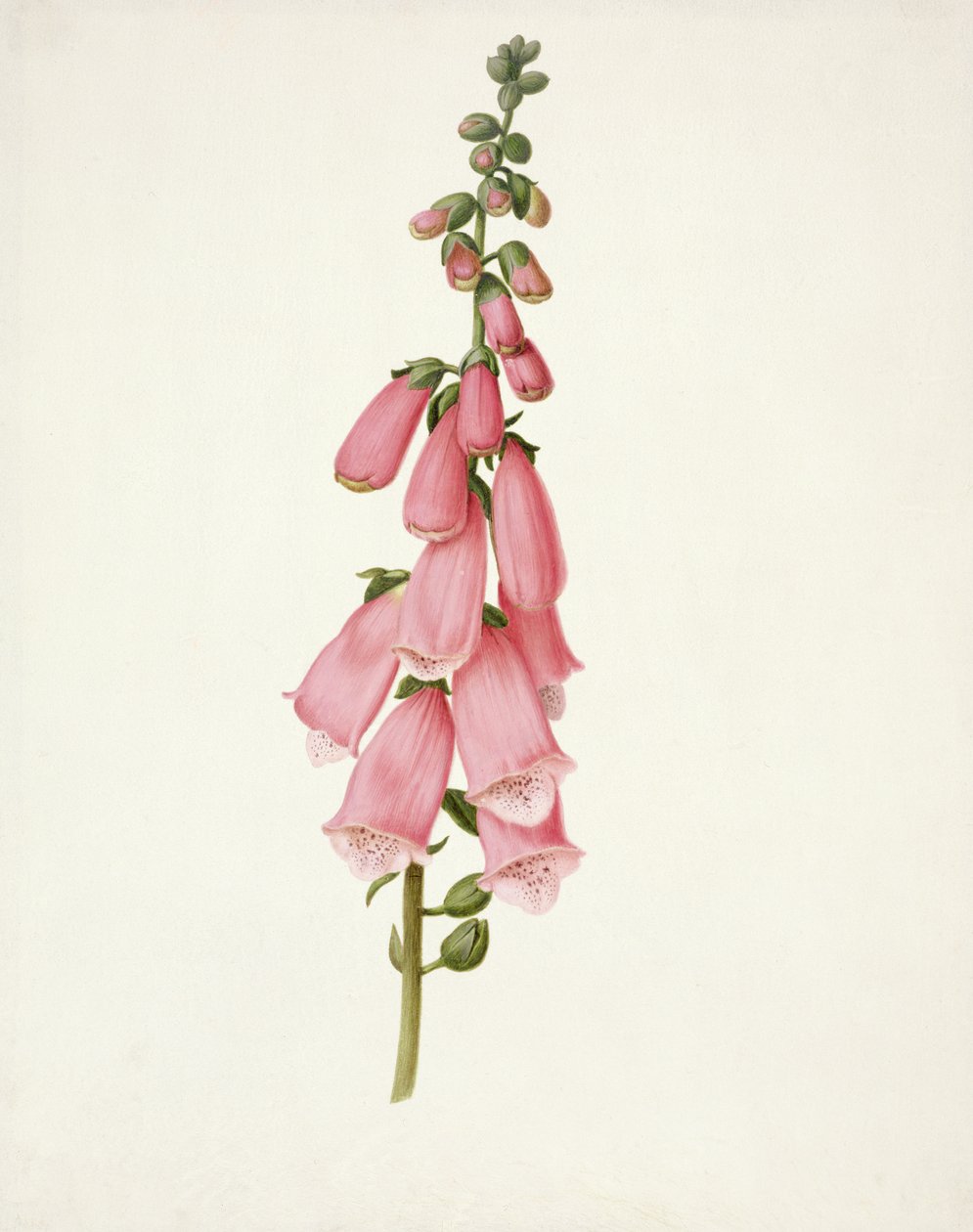 PD.101-1973f.50 Foxglove (Digitalis purpura) (wc und gouache on vellum) بواسطة بيتر Withoos