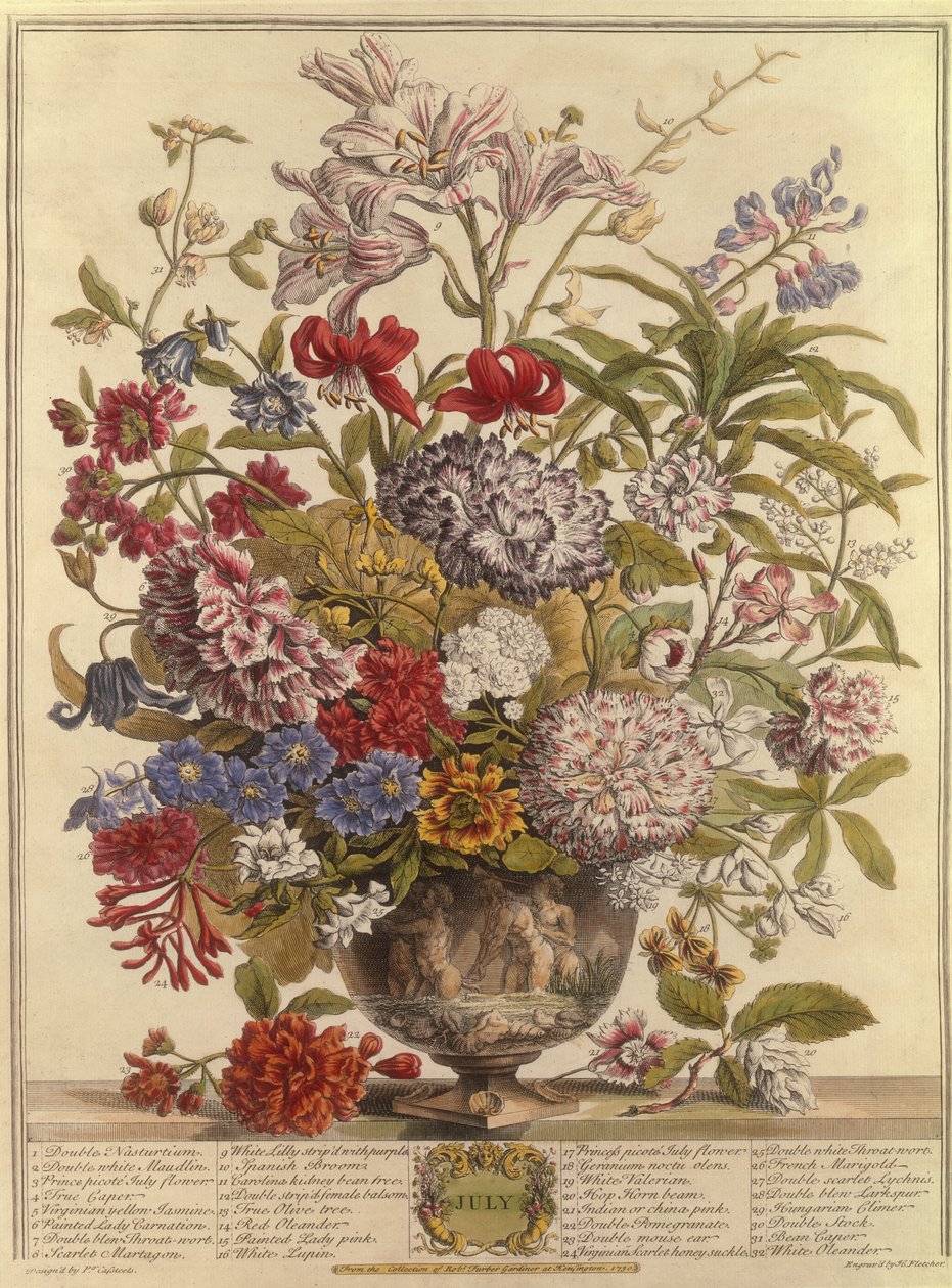 يوليو ، من اثني عشر شهرًا من الزهور بواسطة روبرت فوربر (c.1674-1756) منقوش بواسطة هنري فليتشر (نقش الألوان) بواسطة بيتر بعد كاستيلس