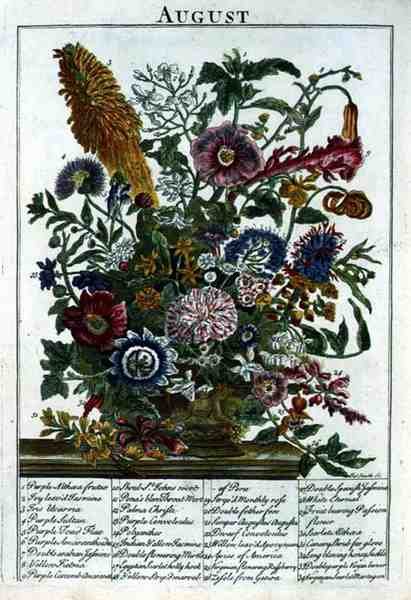 أغسطس ، من "حديقة الزهور المعروضة" بقلم روبرت فوربر (1674-1756) ، نقشها جيمس سميث ، حانة. 1732 (نقش ملون) بواسطة بيتر (بعد) كاستيلز