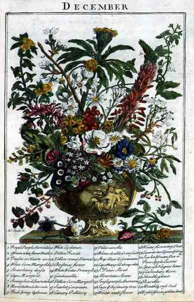 ديسمبر ، من "حديقة الزهور المعروضة" بقلم روبرت فوربر (1674-1756) ، نقشها جيمس سميث ، حانة. 1732 (نقش ملون) بواسطة بيتر (بعد) كاستيلز
