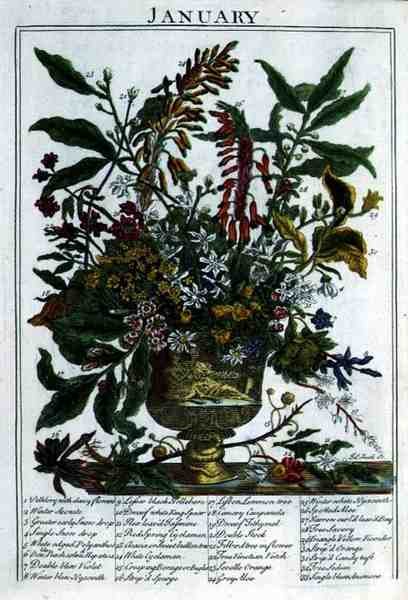 يناير ، من "حديقة الزهور المعروضة" بقلم روبرت فوربر (1674-1756) ، نقشها جيمس سميث ، حانة. 1732 (نقش ملون) بواسطة بيتر (بعد) كاستيلز