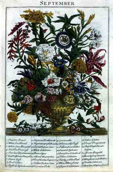 سبتمبر ، من "حديقة الزهور المعروضة" بقلم روبرت فوربر (1674-1756) ، نقشها جيمس سميث ، حانة. 1732 (نقش ملون) بواسطة بيتر (بعد) كاستيلز