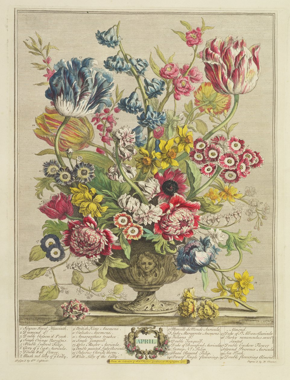أبريل ، من "اثنا عشر شهرًا من الزهور" ، بقلم روبرت فوربر (c.1674-1756) ، نقش بواسطة هنري فليتشر (fl.c.1729) ، نشر 1730 (ألوان مائية) (انظر أيضًا 125934) بواسطة بيتر كاستيلز